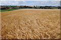 Field of barley at Llangarron