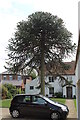 SK8270 : Monkey Puzzle Tree, High Street, South Clifton by J.Hannan-Briggs