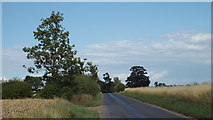 TL3715 : Country road near Ware, Hertfordshire by Malc McDonald