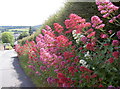 Flowers of Watery Lane