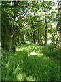 Tree-lined bridleway