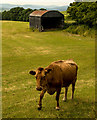 Brown cow and vintage shed