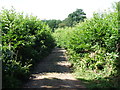 Byway towards Oaken Wood