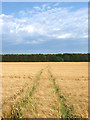 TQ0711 : Tramlines across the Wheat by Simon Carey