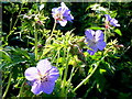 Geranium pratense, Meadow Cranesbill