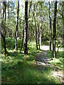 Path through the woods, Tarbert