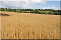SO5321 : Field of oats at Llangarron by Philip Halling