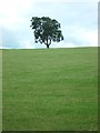 SK2061 : Tree on the crest of a hill by Neil Theasby