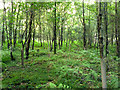 TQ2733 : Oak plantings in secondary woodland, Tilgate Forest by Robin Webster