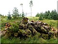 Logs, Davagh Forest