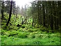 H7184 : A small break in the trees, Davagh Forest by Kenneth  Allen