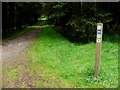 H7084 : Walking trail, Davagh Forest by Kenneth  Allen