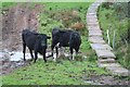 NY5464 : Cattle on the line of Hadrian's Wall by Dave Dunford