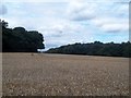 Wheat Field Bordering Brecks Lane