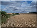 Wheat Field Adjoining Brecks Lane