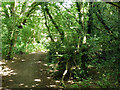 Footpath by old pond bay