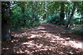 Path through the woods