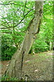 SU8086 : Tree in Woodside by Graham Horn
