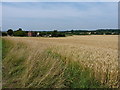 Wheatfield east of Hickingwood Farm