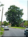 A large and stately oak