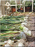 TQ8512 : Drying garlic by Oast House Archive