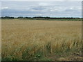 Crop field, Heighington Fen