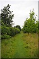 Path in Linnets Wood