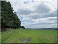 Wood and field near Heaton