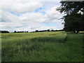 Field near Heaton