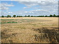 View across fields to Thriplow