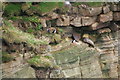 Puffins on the cliff at Bank Head