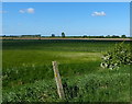TF4827 : Flat farmland viewed from the sea bank by Mat Fascione