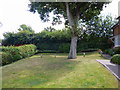 Tree and lawn, Winter Gardens, Crawley