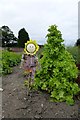 NZ3276 : Lettuce and scarecrow by DS Pugh