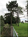 Row of trees in a field near Heaton