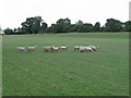 TL6029 : Sheep in field, near Follymill, Thaxted by Roger Jones