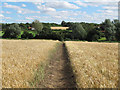 Path through Barley Field, near Dovehouse Farm