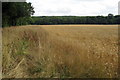 Wheat field by Wilstead Wood