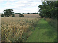 Wheat near footpath to Bustard Green, Lindsell