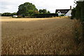 Corn and cottage at Duck End