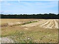 Field of oats near Gannochy