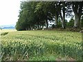 NO4960 : Wheat field beside Vayne Moor Wood by Oliver Dixon