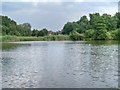 SJ8381 : Black Lake, Lindow Common by David Dixon