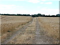 Farm Track near East Farleigh