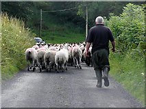 H1924 : Herding sheep by Kenneth  Allen