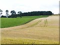 Fields and woods on the slopes of Gallow Hill