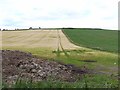 Muck heap and barley field at Newton of Inshewan Farm