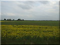 Mixed crops, Great Hale