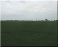 Farmland west of Heckington