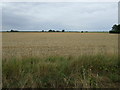 Crop field near Manor Farm